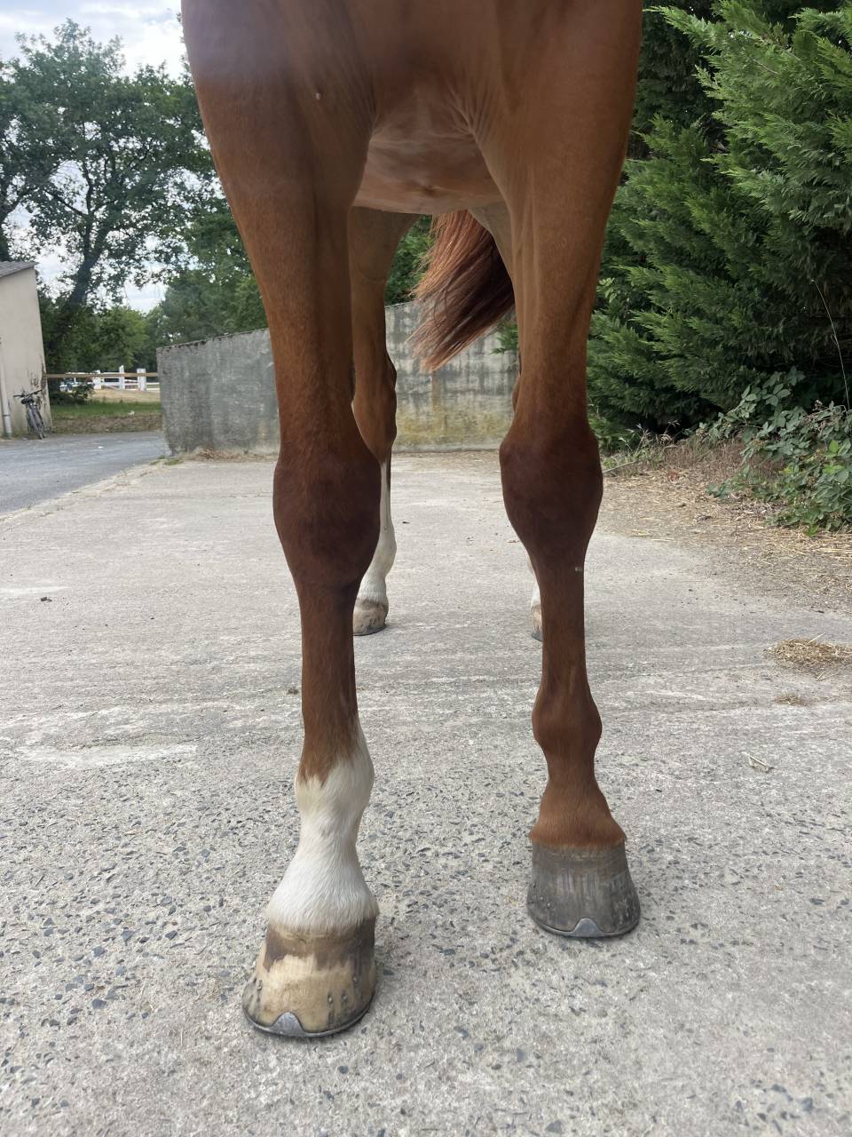 Gelding Selle Fran&ccedil;ais For sale 2020 Chesnut