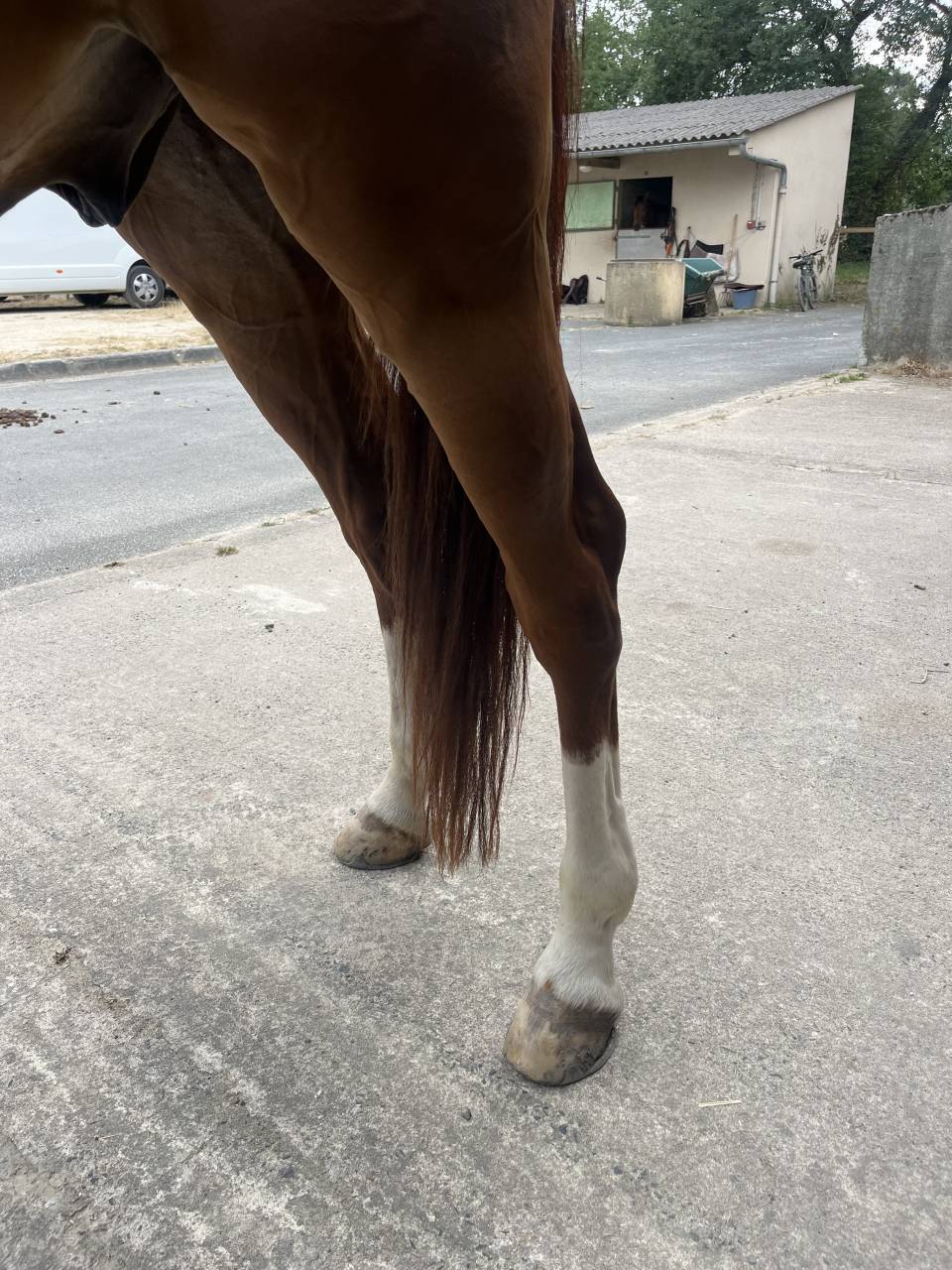 Gelding Selle Fran&ccedil;ais For sale 2020 Chesnut