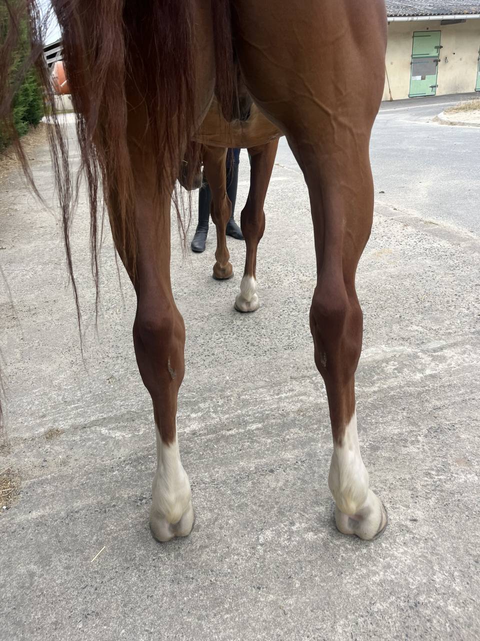 Gelding Selle Fran&ccedil;ais For sale 2020 Chesnut
