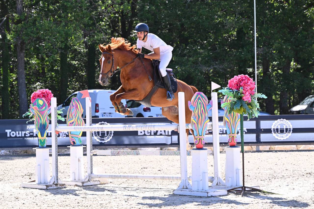 Gelding Selle Fran&ccedil;ais For sale 2020 Chesnut