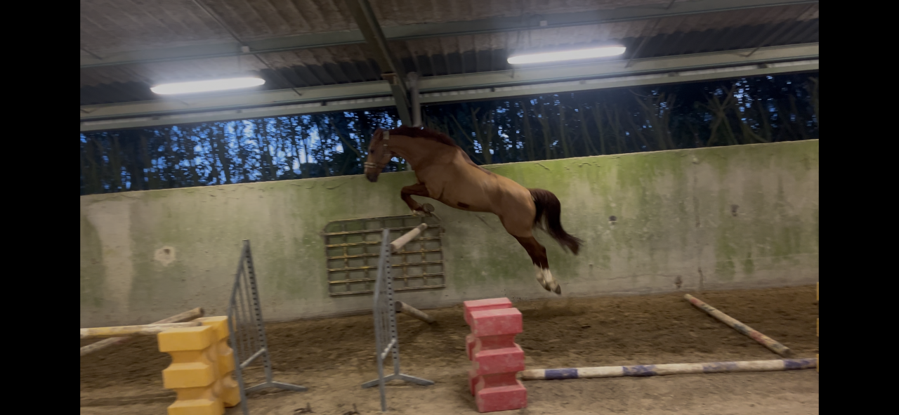 Gelding Selle Fran&ccedil;ais For sale 2020 Chesnut