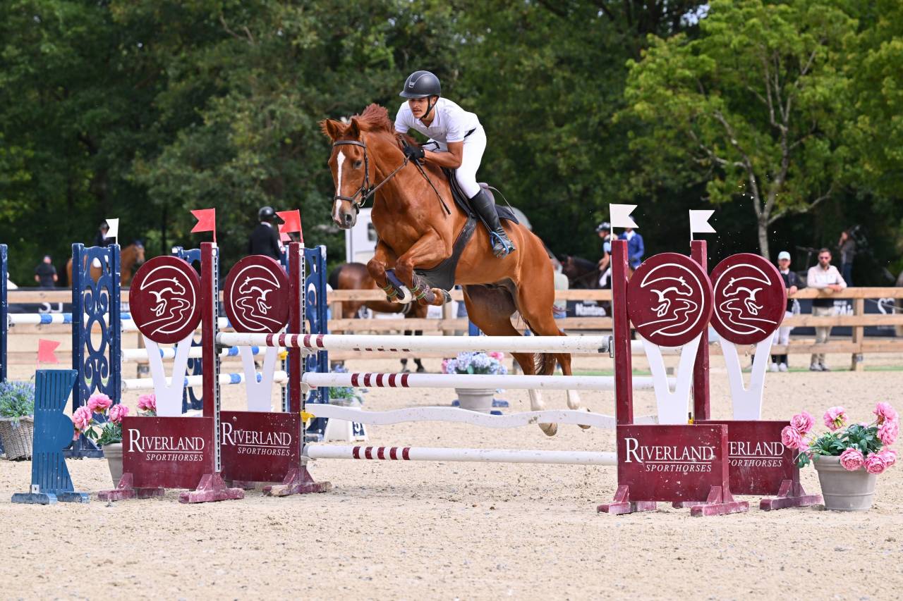 Gelding Selle Fran&ccedil;ais For sale 2020 Chesnut