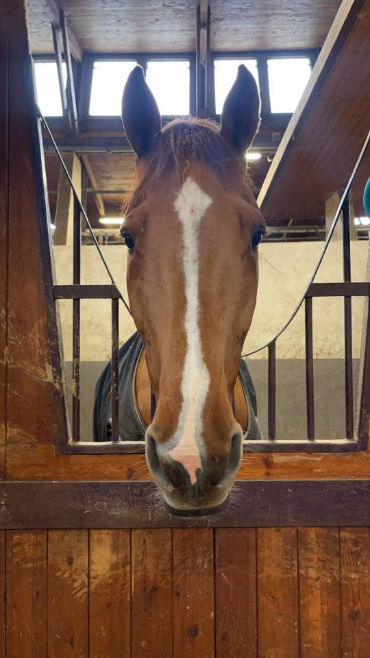 Gelding Selle Fran&ccedil;ais For sale 2020 Chesnut
