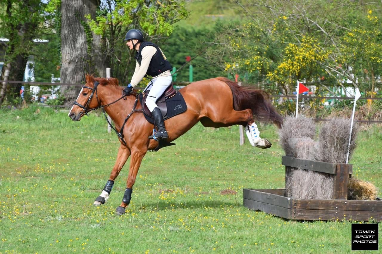 Gelding Selle Fran&ccedil;ais For sale 2020 Chesnut