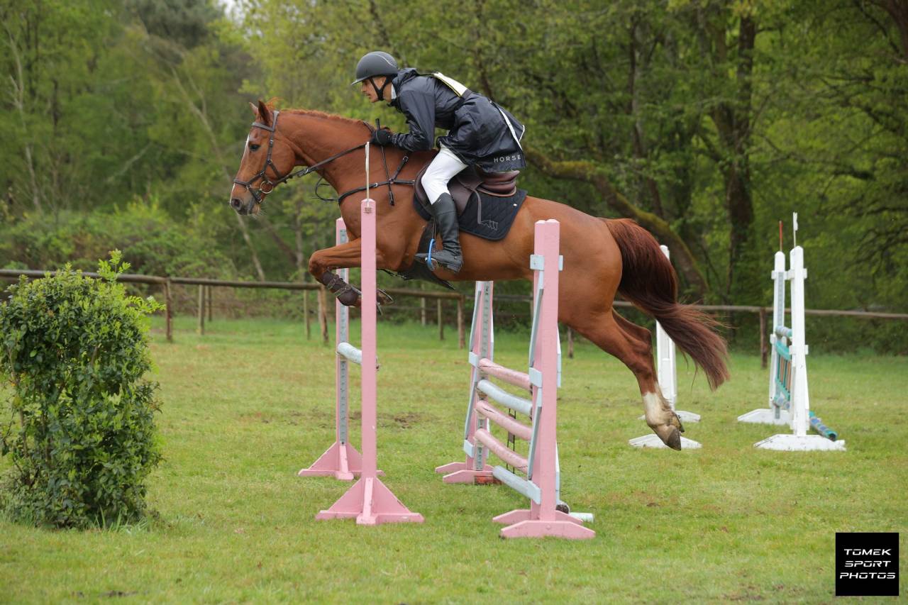 Gelding Selle Fran&ccedil;ais For sale 2020 Chesnut