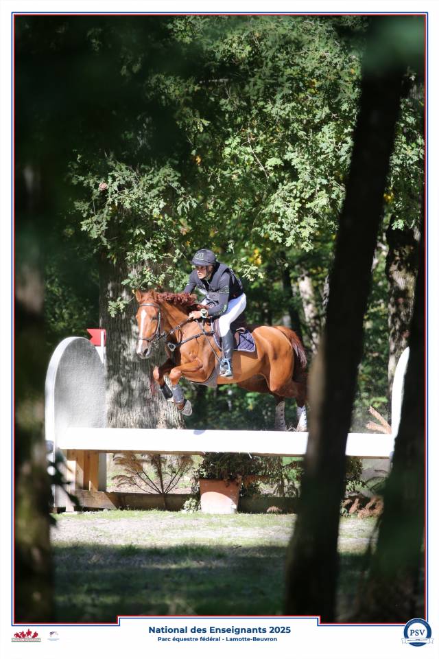Gelding Selle Fran&ccedil;ais For sale 2020 Chesnut