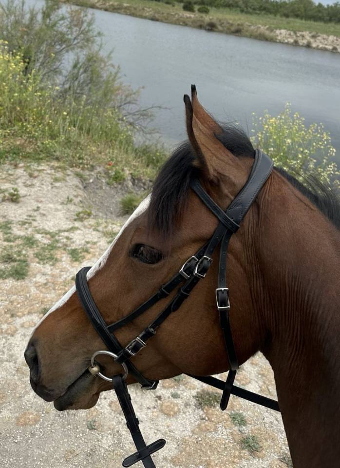 Mare English Thoroughbred For sale 2022 Bay
