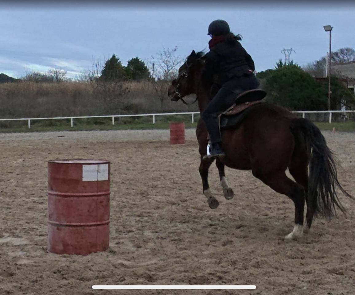 Mare English Thoroughbred For sale 2022 Bay