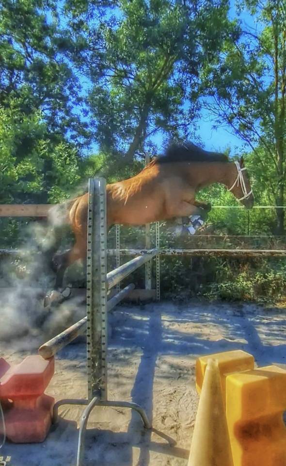 Mare English Thoroughbred For sale 2022 Bay