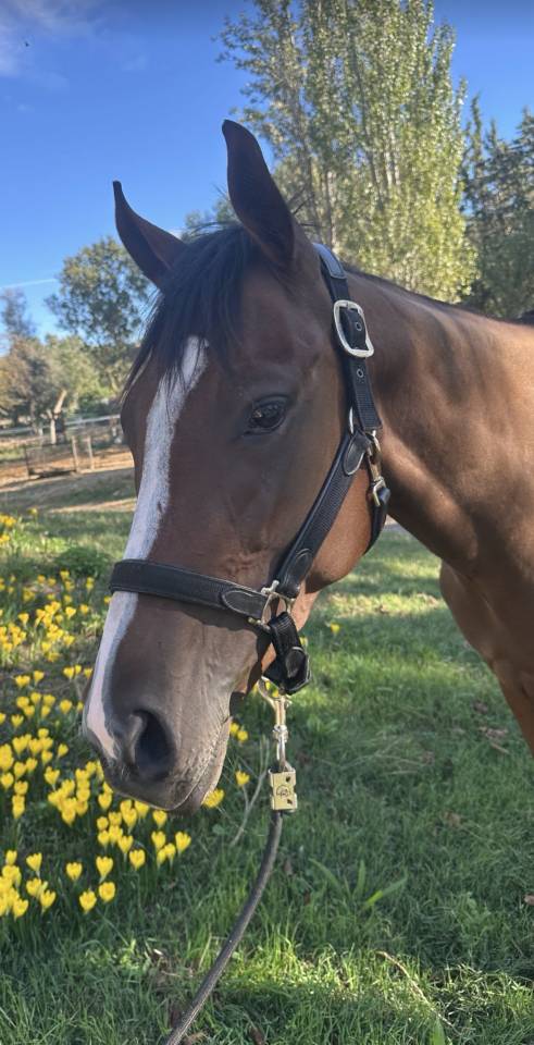 Mare English Thoroughbred For sale 2022 Bay