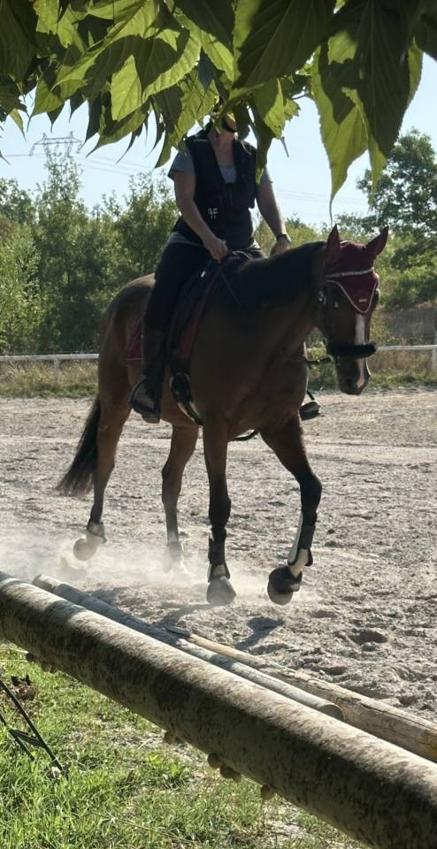 Mare English Thoroughbred For sale 2022 Bay