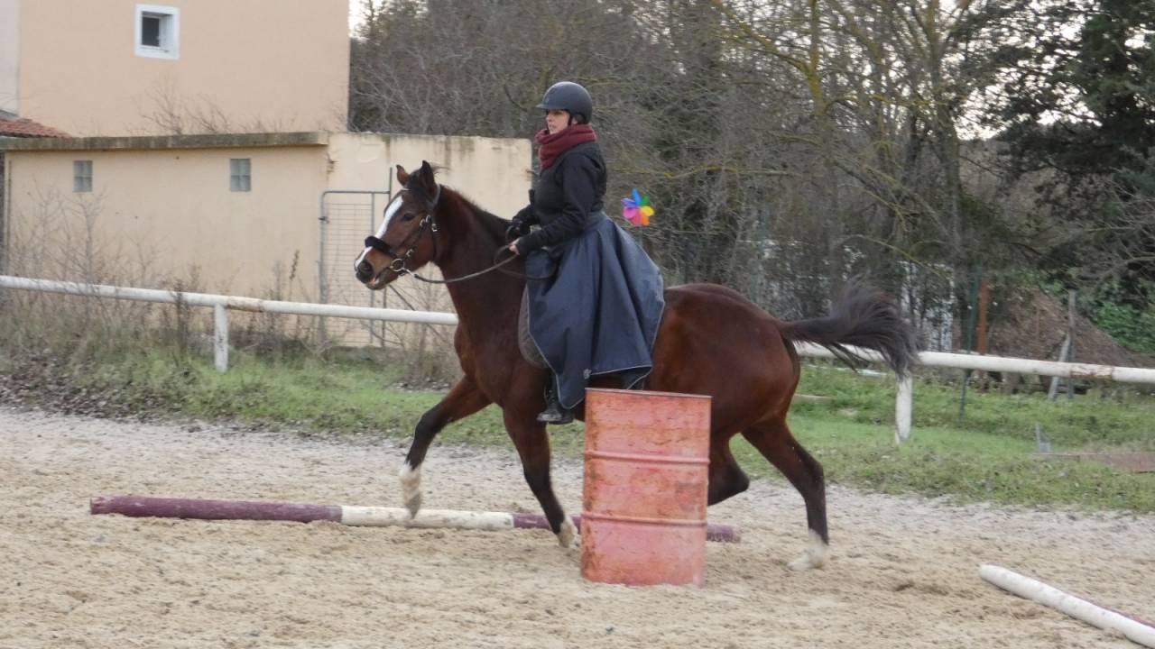 Mare English Thoroughbred For sale 2022 Bay