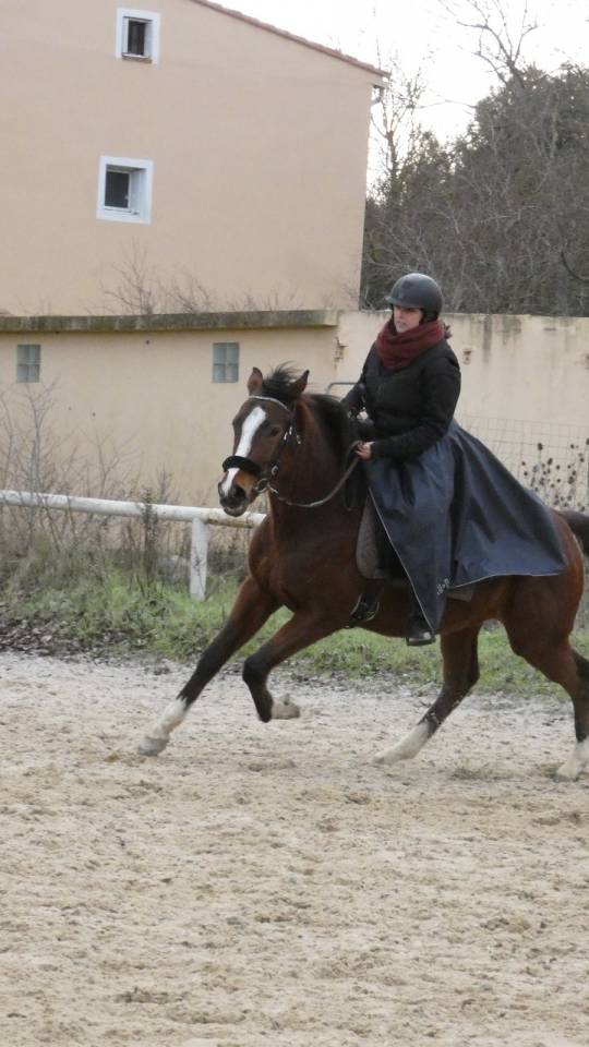 Mare English Thoroughbred For sale 2022 Bay