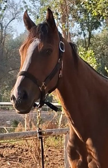 Mare English Thoroughbred For sale 2022 Bay