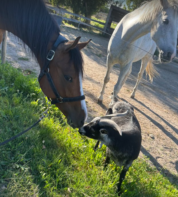 Mare English Thoroughbred For sale 2022 Bay