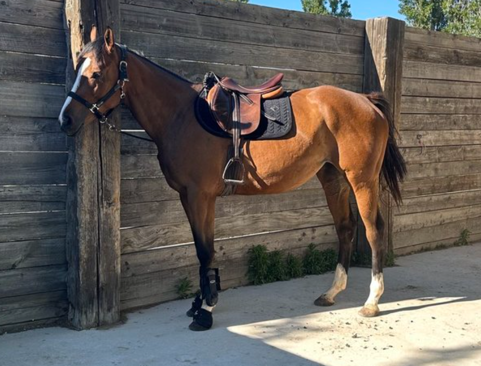 Mare English Thoroughbred For sale 2022 Bay
