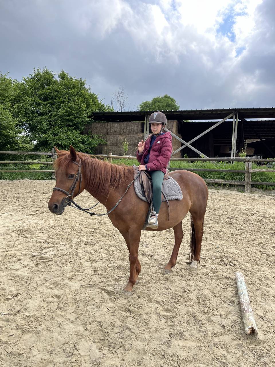 Mare French Saddle Pony For loan 2014 Liver chestnut