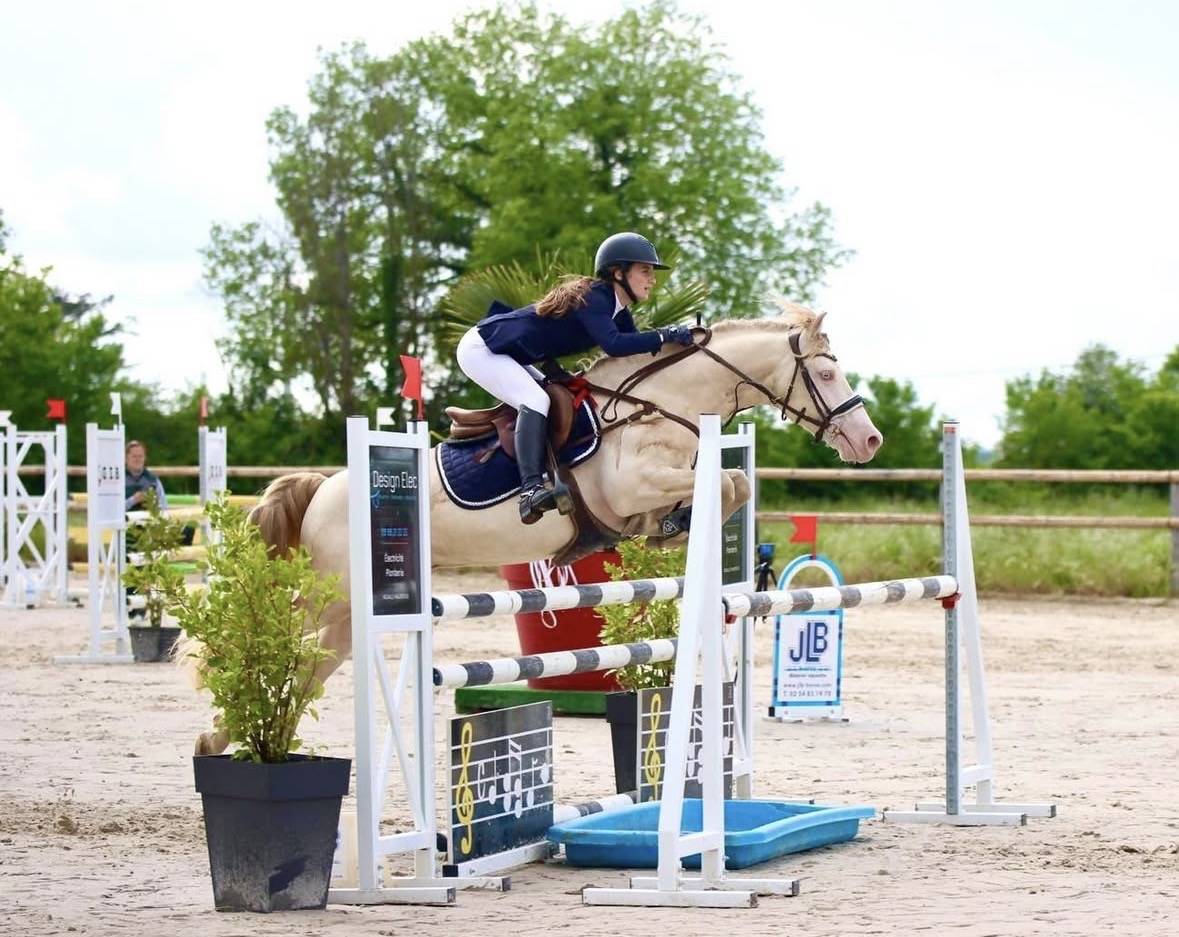 Entire Welsh Pony (Section D), Welsh Cob For sale 2015 Perlino