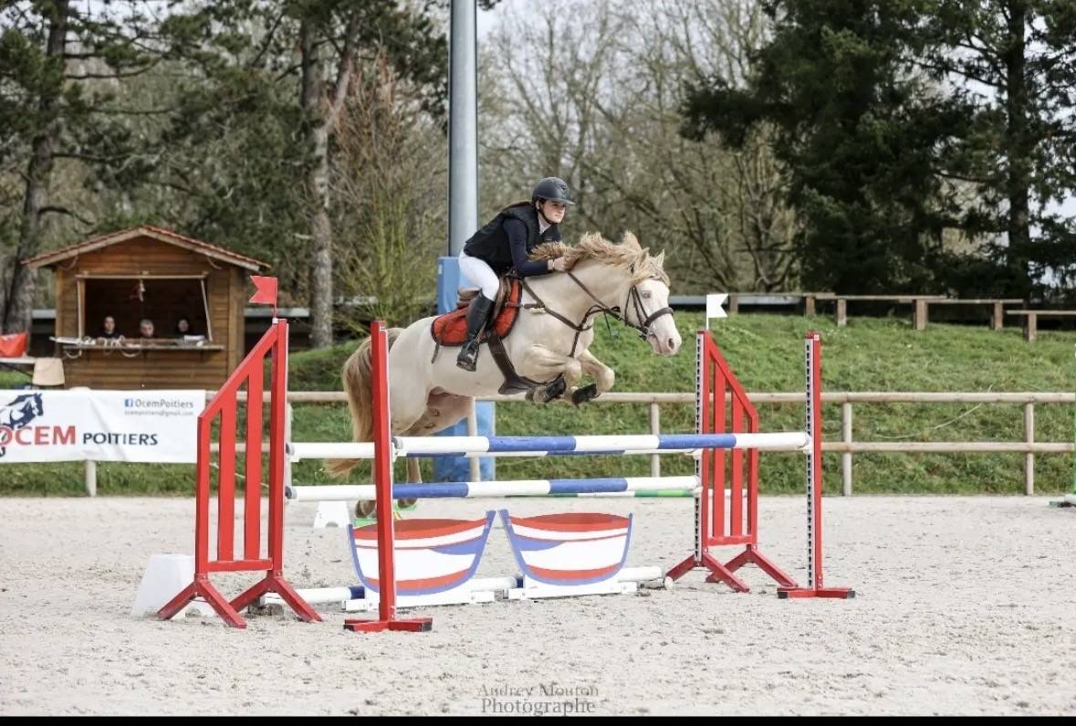 Entire Welsh Pony (Section D), Welsh Cob For sale 2015 Perlino