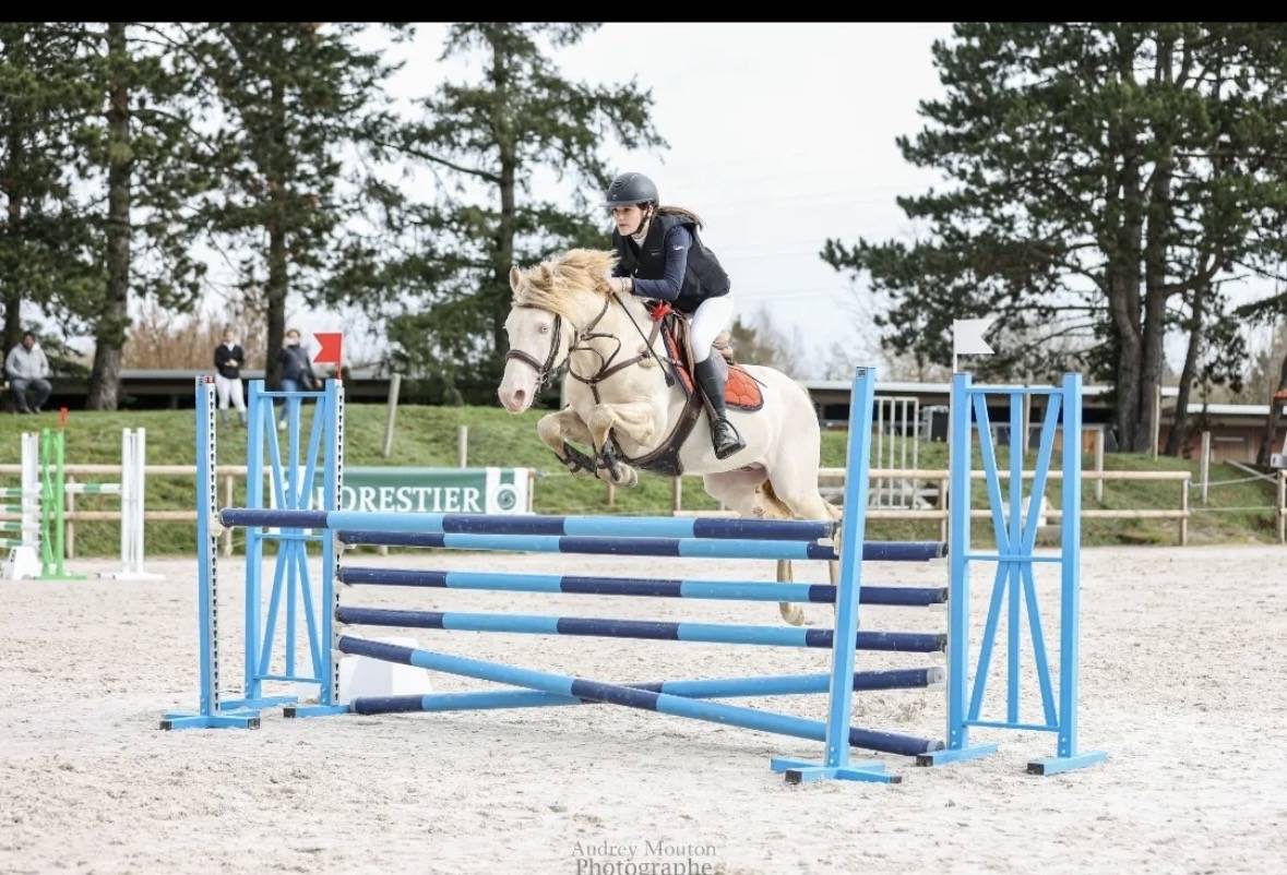Entire Welsh Pony (Section D), Welsh Cob For sale 2015 Perlino