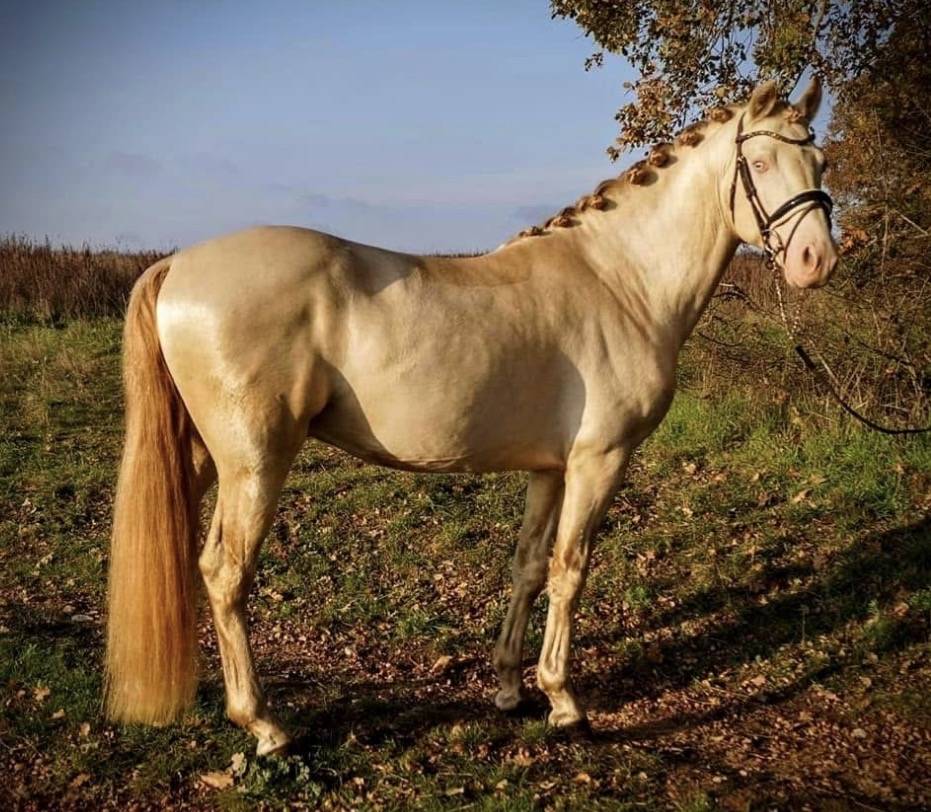 Entire Welsh Pony (Section D), Welsh Cob For sale 2015 Perlino