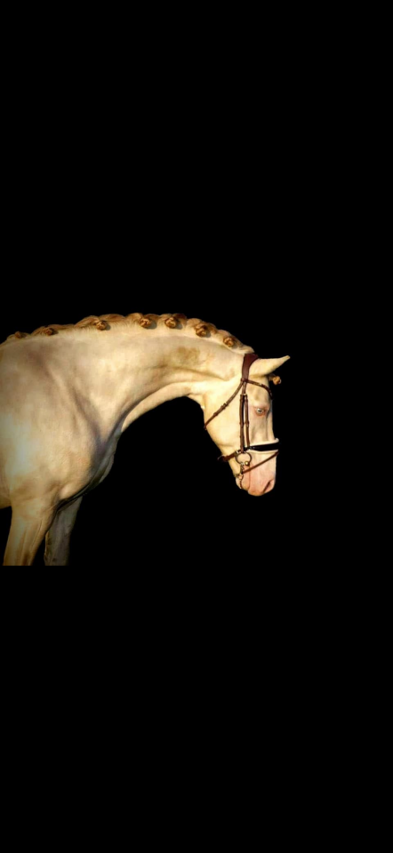 Entire Welsh Pony (Section D), Welsh Cob For sale 2015 Perlino