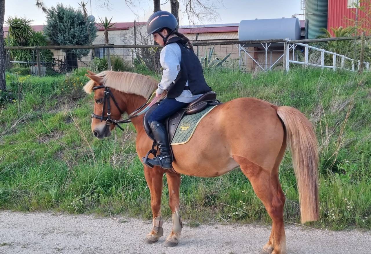 Entire Shetland Pony For sale 2014 Chesnut