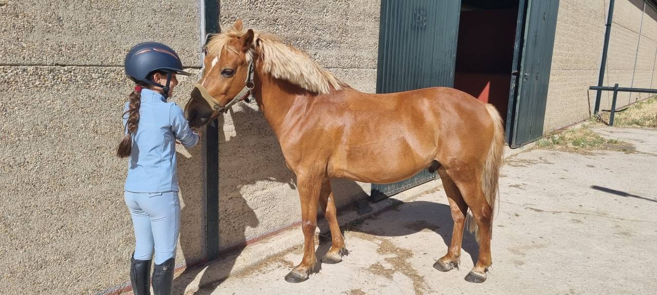 Entire Shetland Pony For sale 2014 Chesnut