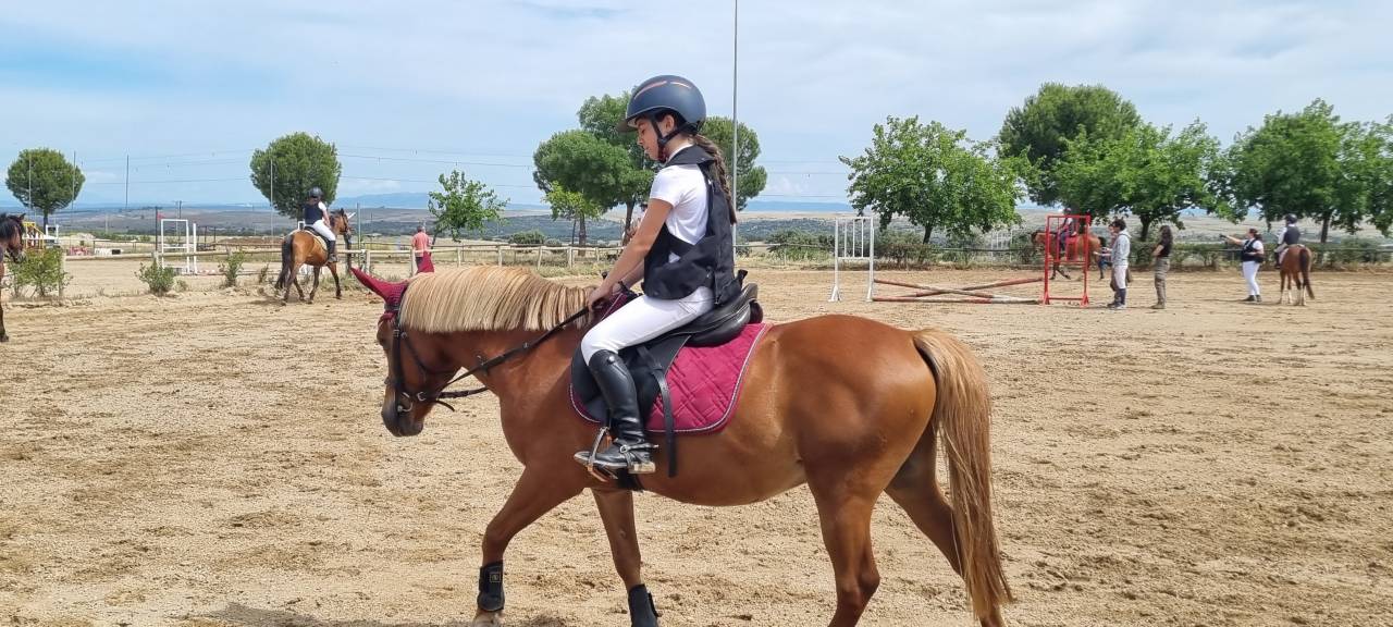 Entire Shetland Pony For sale 2014 Chesnut
