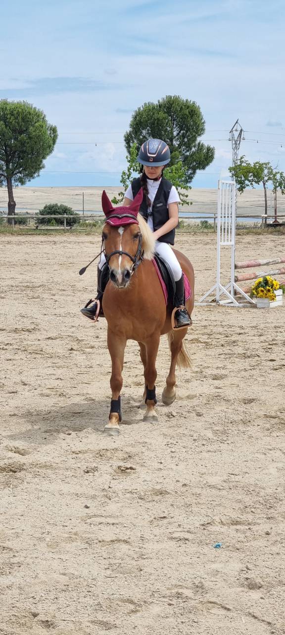 Entire Shetland Pony For sale 2014 Chesnut