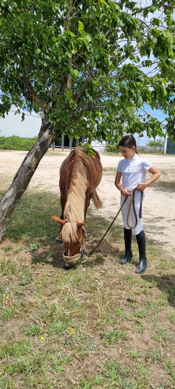 Entire Shetland Pony For sale 2014 Chesnut
