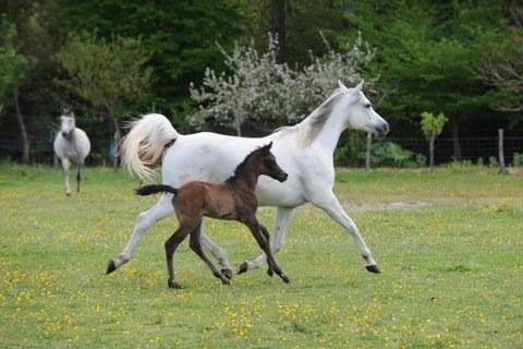 Broodmare Arabian Thoroughbred For sale 2009 Grey
