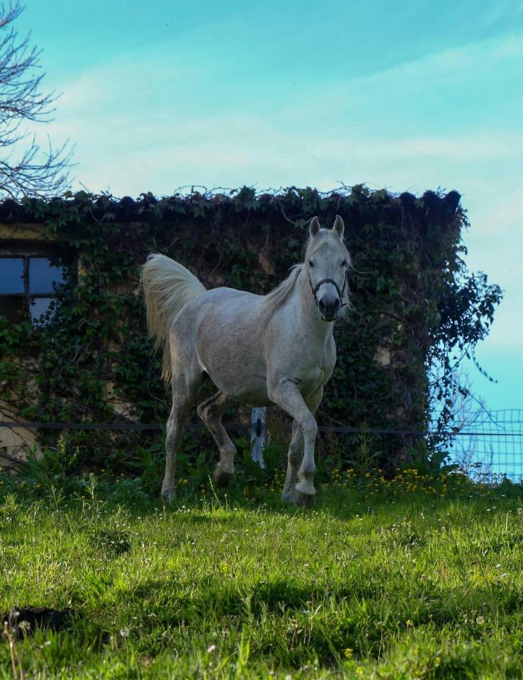 Broodmare Arabian Thoroughbred For sale 2009 Grey