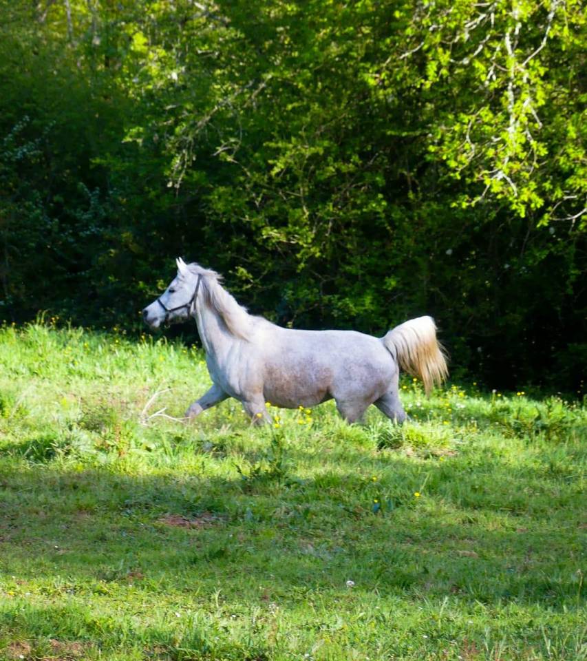 Broodmare Arabian Thoroughbred For sale 2009 Grey