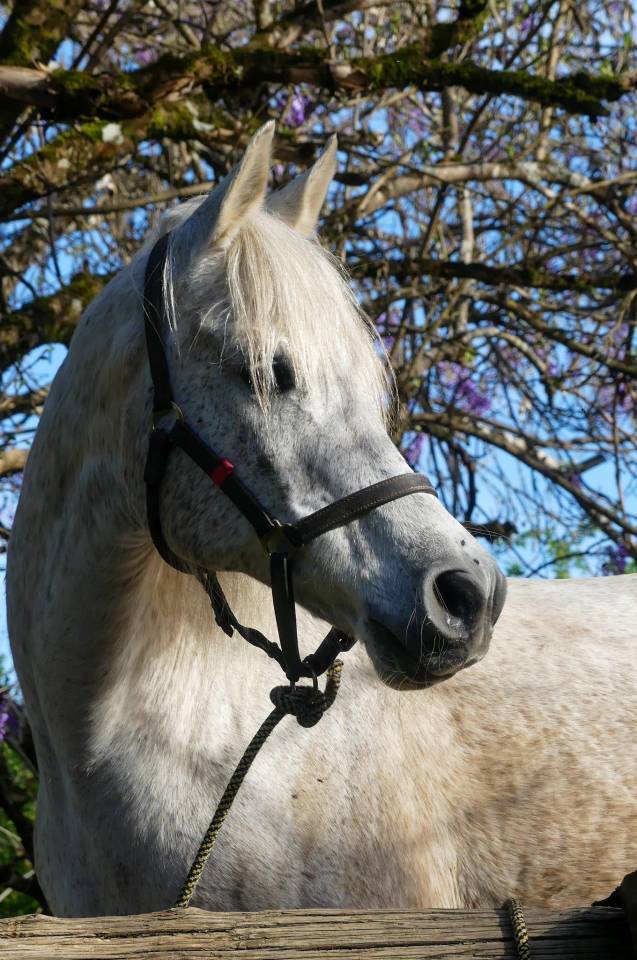 Broodmare Arabian Thoroughbred For sale 2009 Grey