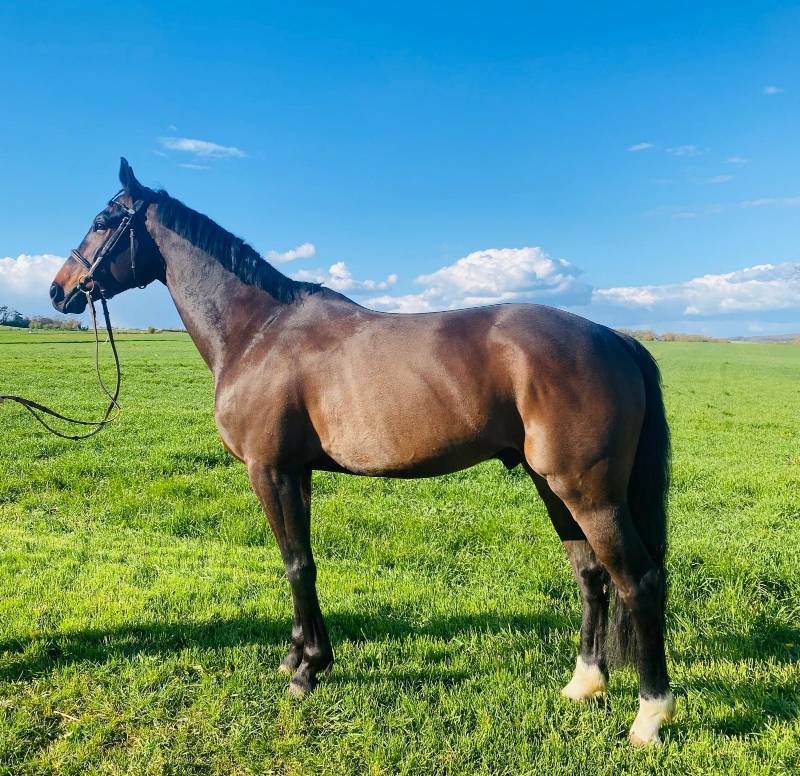 Gelding Selle Fran&ccedil;ais For sale 2020 Black