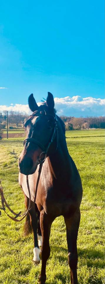 Gelding Selle Fran&ccedil;ais For sale 2020 Black