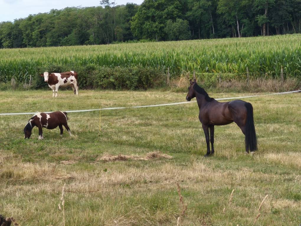 Gelding Selle Fran&ccedil;ais For sale 2020 Black