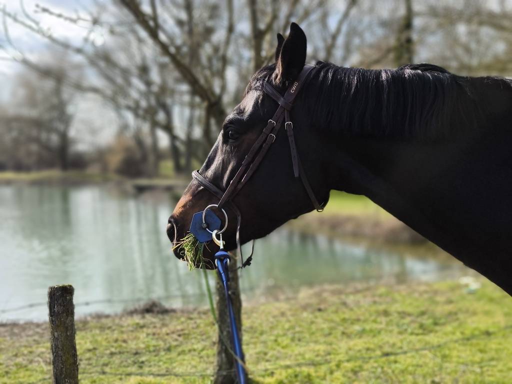 Gelding Selle Fran&ccedil;ais For sale 2020 Black