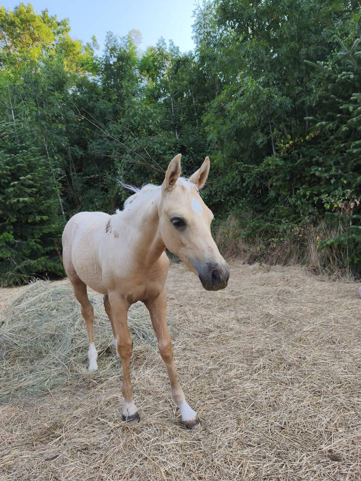 Colt Welsh Part Bred For sale 2026 Palomino