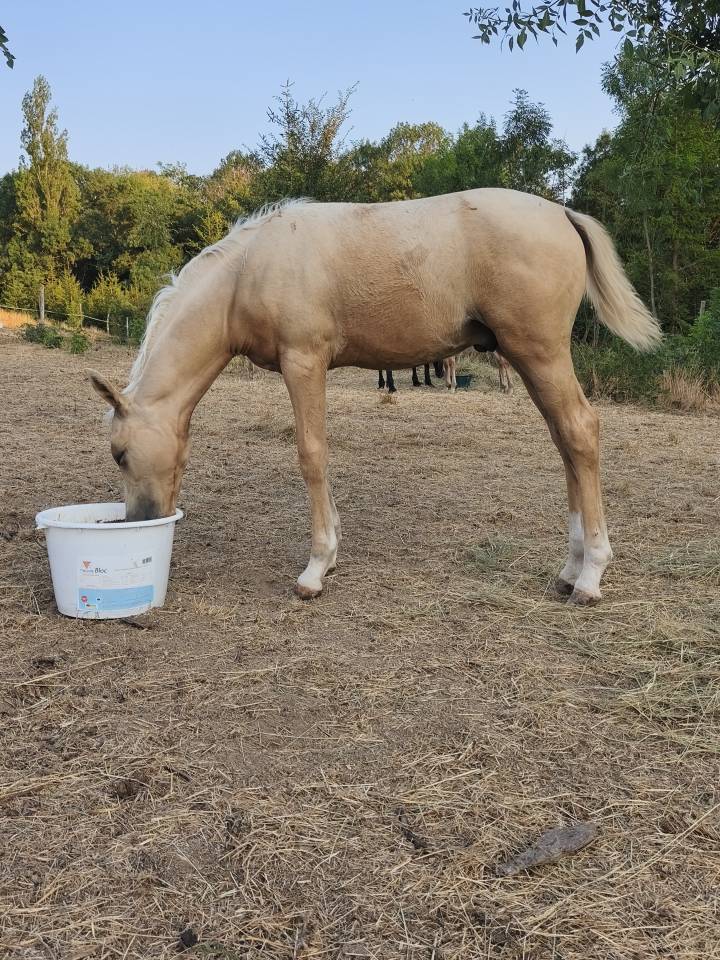 Colt Welsh Part Bred For sale 2026 Palomino