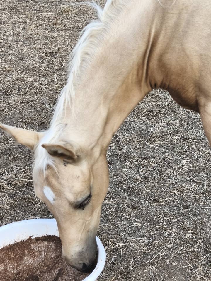 Colt Welsh Part Bred For sale 2026 Palomino