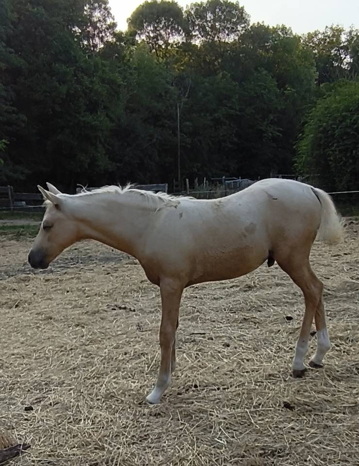Colt Welsh Part Bred For sale 2026 Palomino
