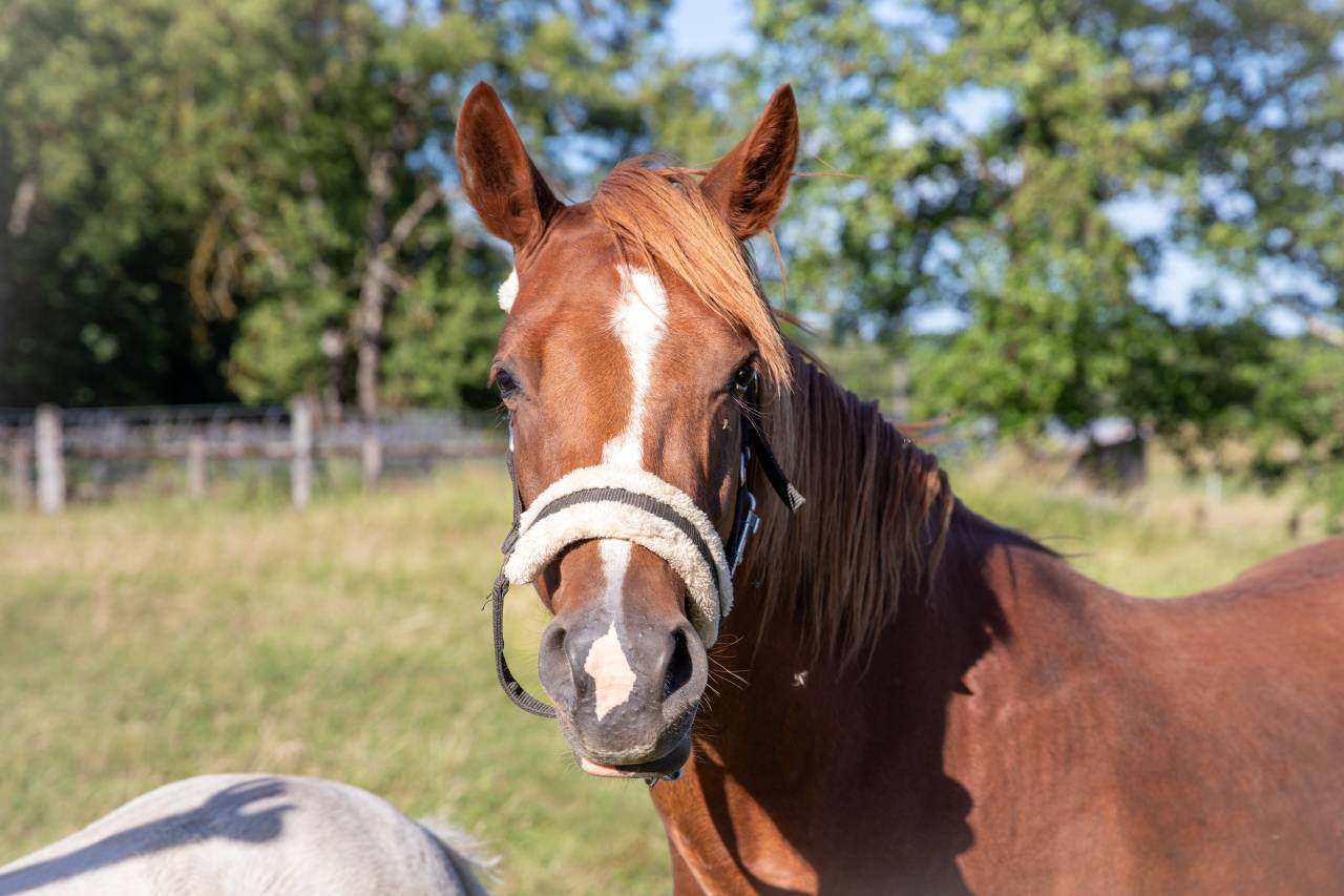 Mare French Saddle Pony For sale 2023 Liver chestnut