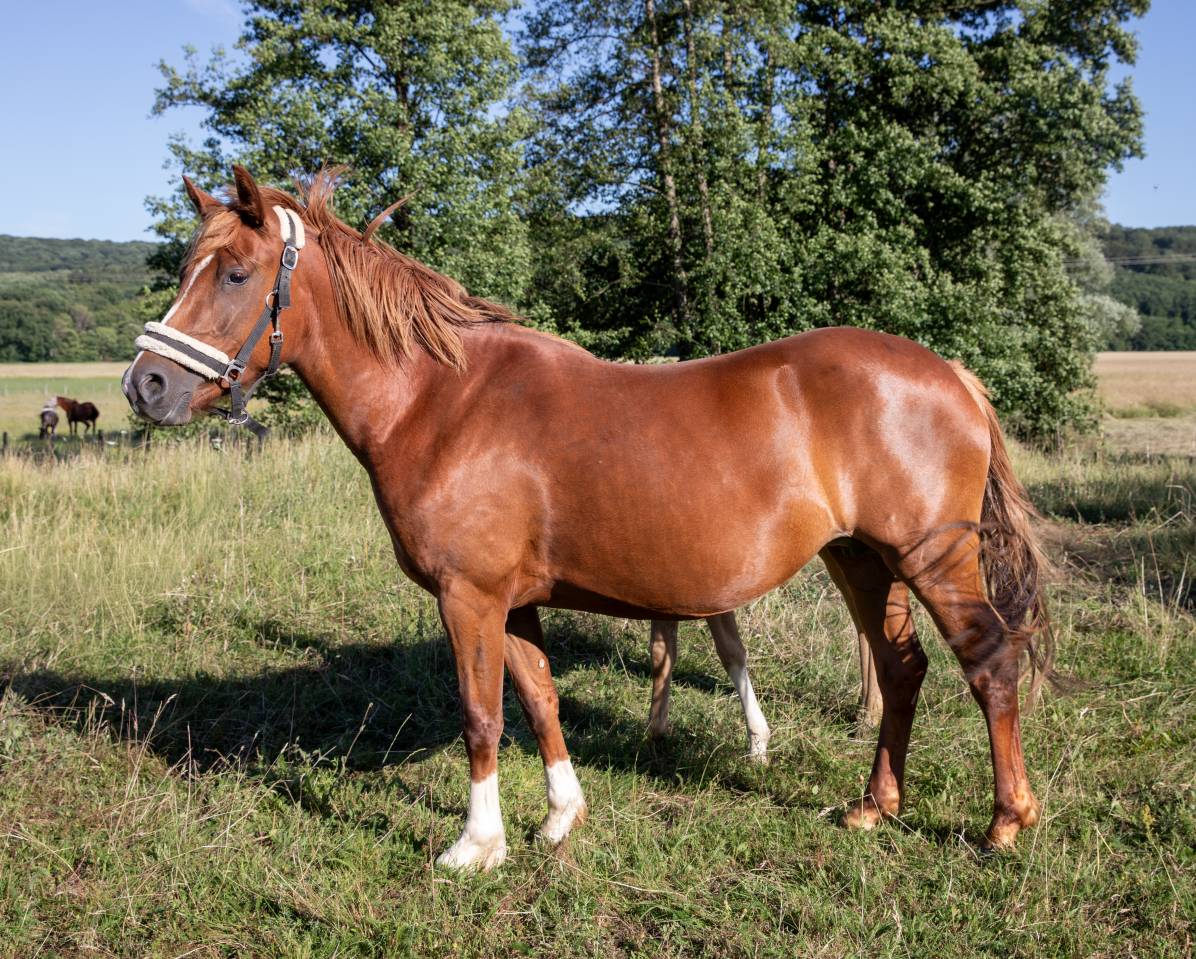 Mare French Saddle Pony For sale 2023 Liver chestnut