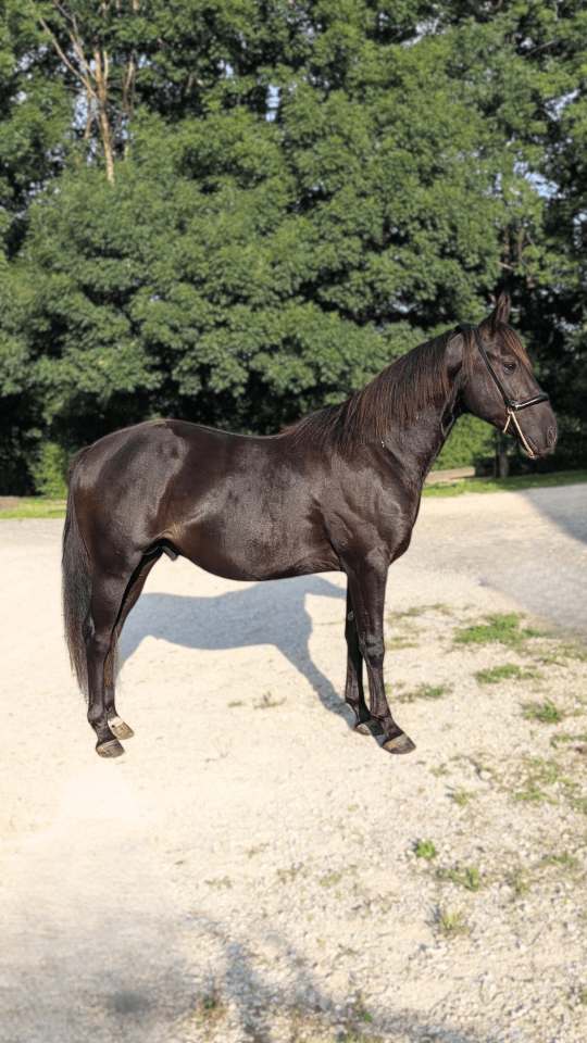 Entire Quarter For sale 2023 Black