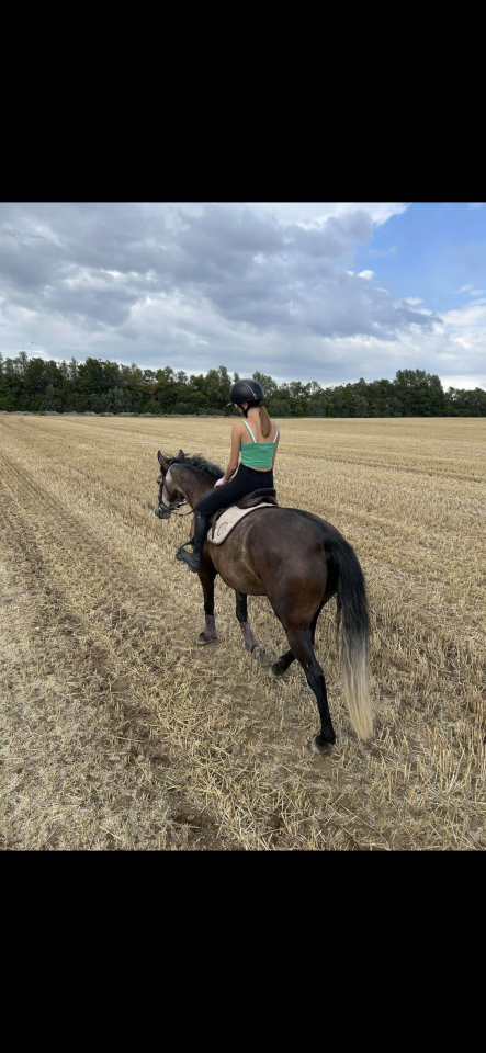 Mare Saddle Horse For sale 2012 Brown