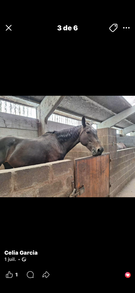 Mare Saddle Horse For sale 2012 Brown
