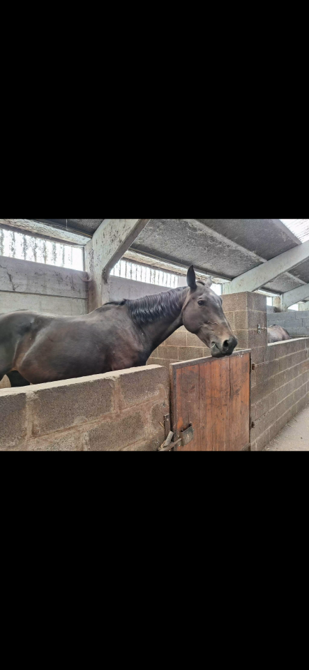 Mare Saddle Horse For sale 2012 Brown