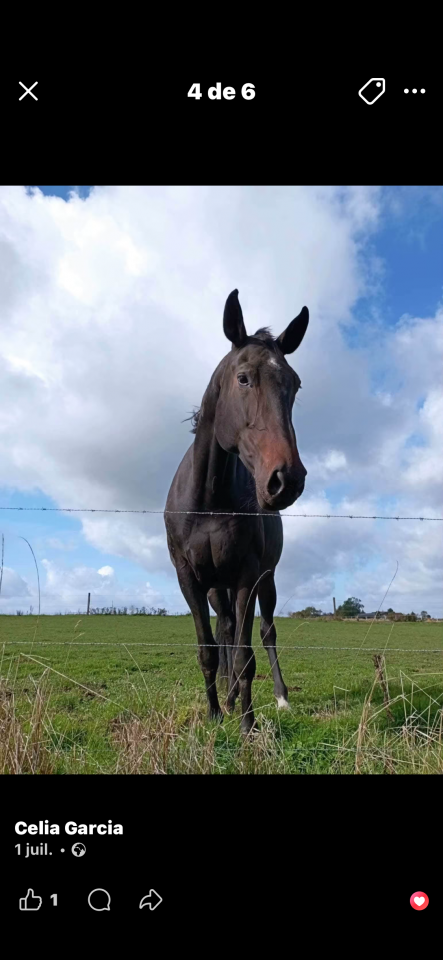 Mare Saddle Horse For sale 2012 Brown